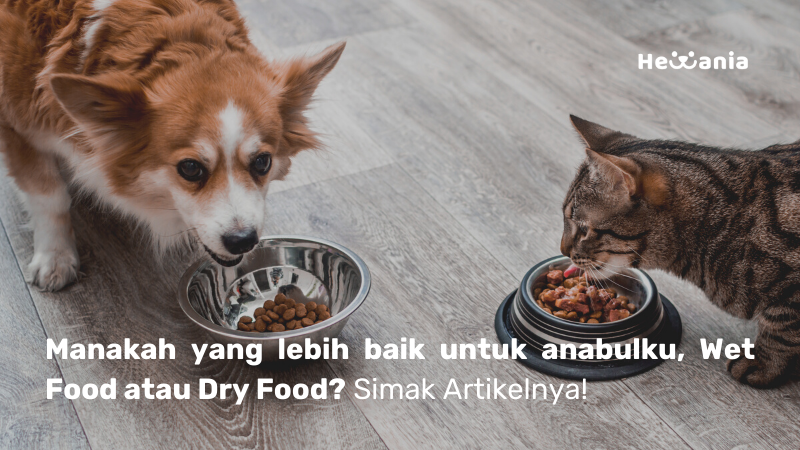 Manakah yang lebih baik, Wet Food atau Dry Food? Simak artikelnya!