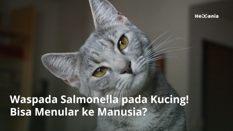 Waspada Salmonella pada Kucing. Apakah Bisa Menular ke Manusia?