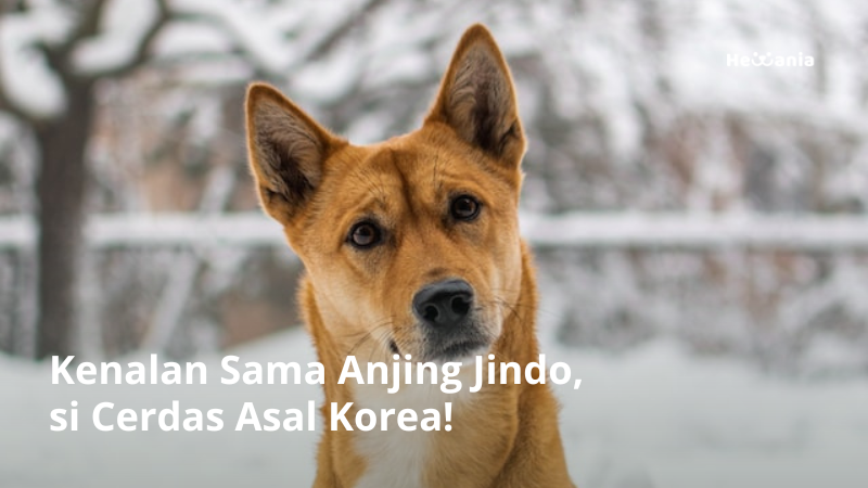 Mengenal Anjing Jindo, Si Pintar dan Cerdas Asal Korea!