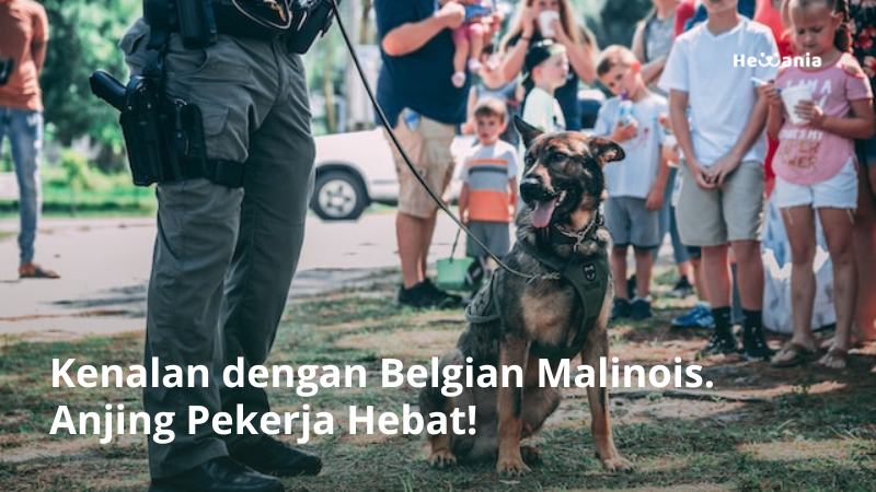 Mengenal Anjing Belgian Malinois, Pintar dan Kuat!