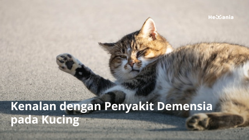 Demensia pada Kucing: Gejala, Penyebab, dan Cara Mengatasinya
