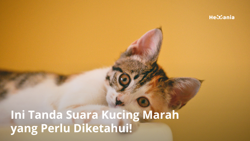 Ini Tanda Suara Kucing Marah yang Perlu Kamu Perhatikan!