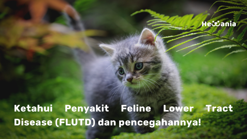 Ketahui Semua tentang Feline Lower Tract Disease (FLUTD) pada Kucing