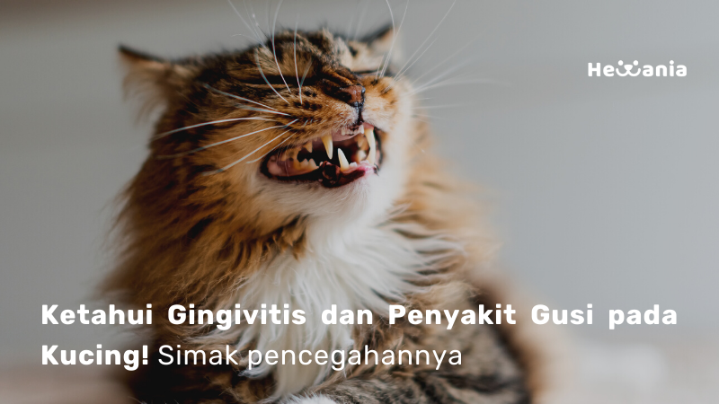 Cara Mencegah Gingivitis dan Penyakit Gusi pada Kucing!