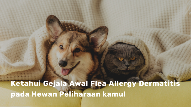 Flea Allergy Dermatitis: Cara Mengatasi Masalah Kulit pada Hewan Peliharaan!