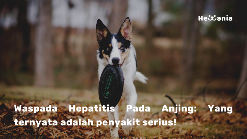 Ketahui Hepatitis pada Anjing: Ancaman Serius yang memerlukan perhatian medis!