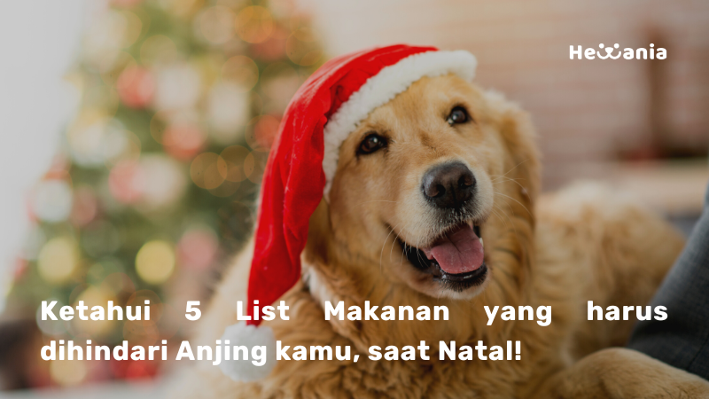 5 List Makanan yang Anjing kamu harus hindari saat Liburan Natal!