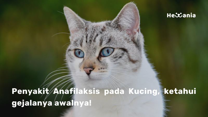 Apa itu Anafilaksis pada Kucing? Simak Penjelasannya!