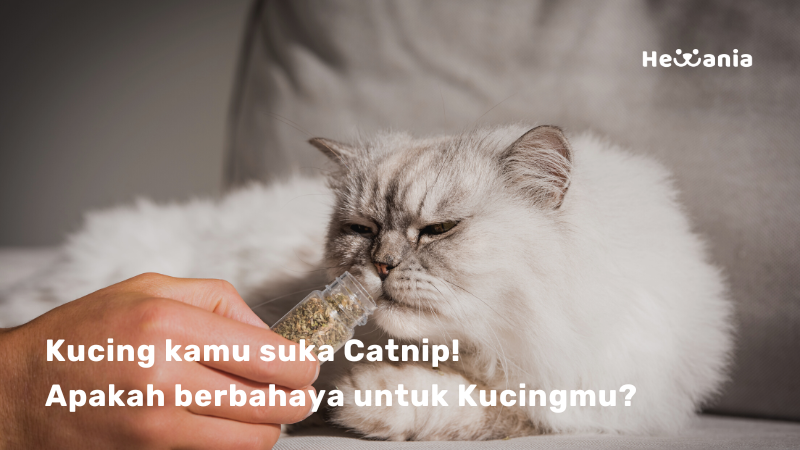 Apa itu Catnip? Bagaimana fungsinya dan apakah aman untuk Kucing?