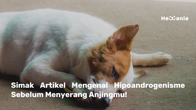 Ketahui Hipoandrogenisme Maskulinisasi pada Anjing dengan Defisiensi Hormon Seks!