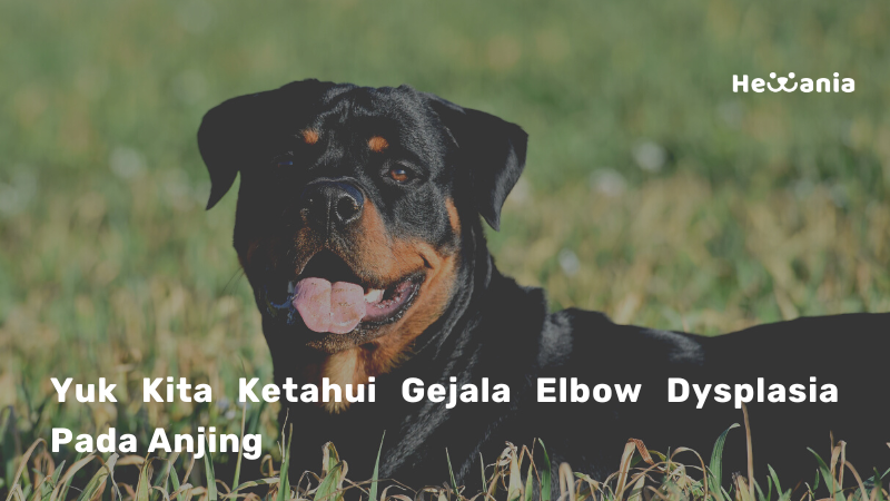 Mengenal Gejala Elbow Dysplasia Pada Anjing