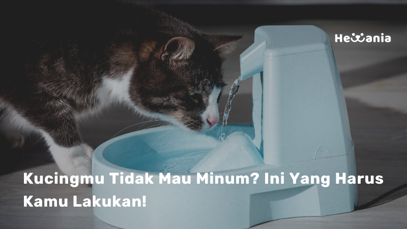 Alasan Kucing Tidak Mau Minum dan Tips yang Dapat Anda Lakukan!