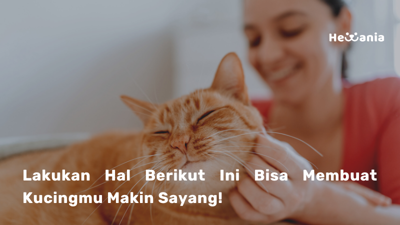 5 Tips Membuat Kucing Makin Sayang Pada Anda!