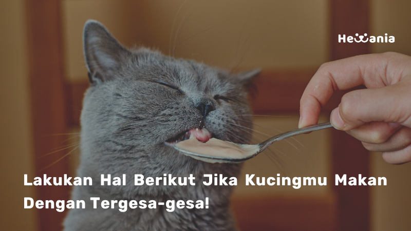 Cara Mencegah Kucing Anda Makan Dengan Tergesa-gesa