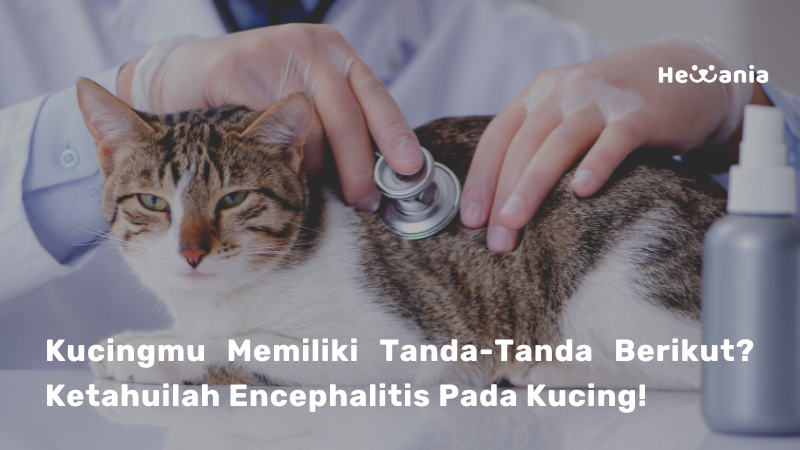 Mengenal Encephalitis Pada Kucing