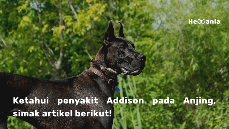 Ketahui Tentang Penyakit Addison pada Anjing!