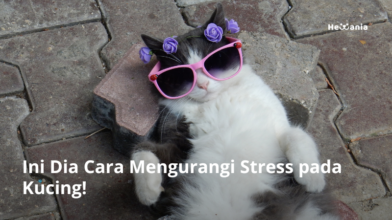 6 Cara Mengurangi Stress pada Kucing paling Efeketif
