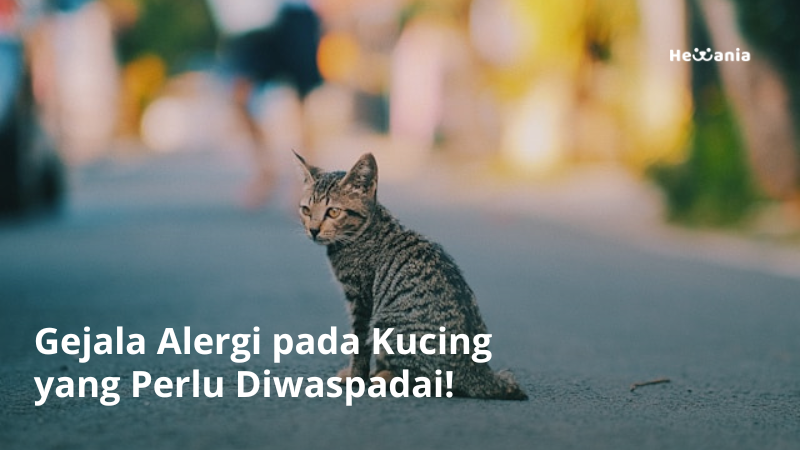 Mengenal Gejala Alergi pada Kucing