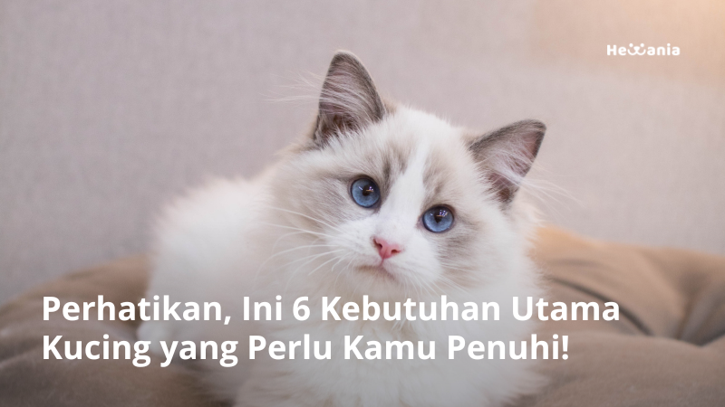 Perhatikan! Ini 6 Kebutuhan Utama Kucing yang Perlu Dipenuhi!