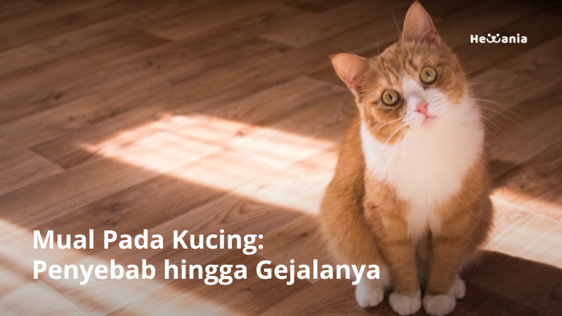 Mual pada Kucing: Penyebab Hingga Gejalanya