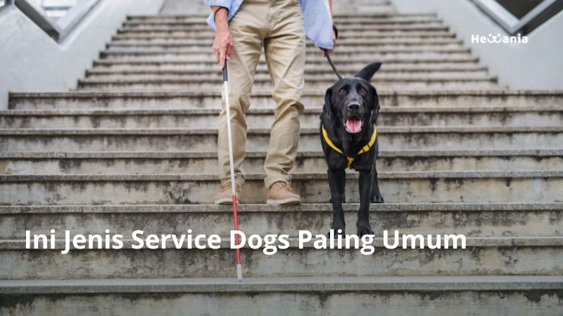 4 Jenis Service Dog yang Paling Umum