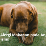 Ilustrasi Ciri-Ciri Alergi Makanan pada Anjing