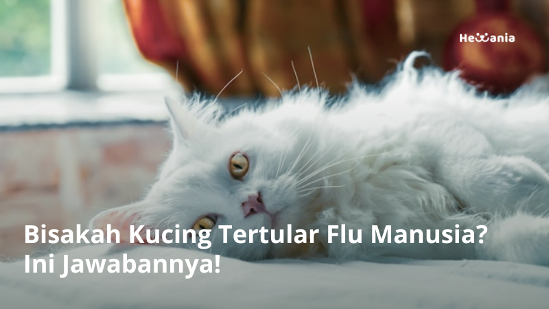 Bisakah Kucing Tertular Flu Manusia? Ini Jawabannya!