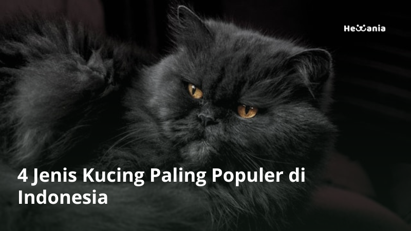 4 Jenis Kucing Paling Populer di Indonesia