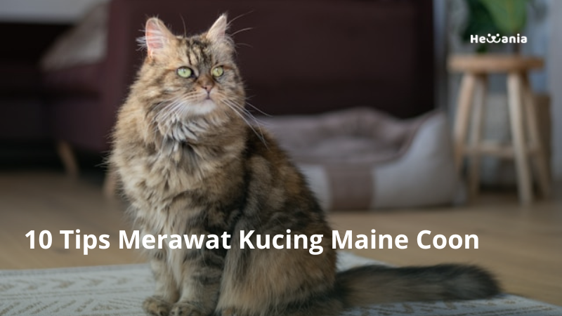 10 Tips Merawat Kucing Maine Coon