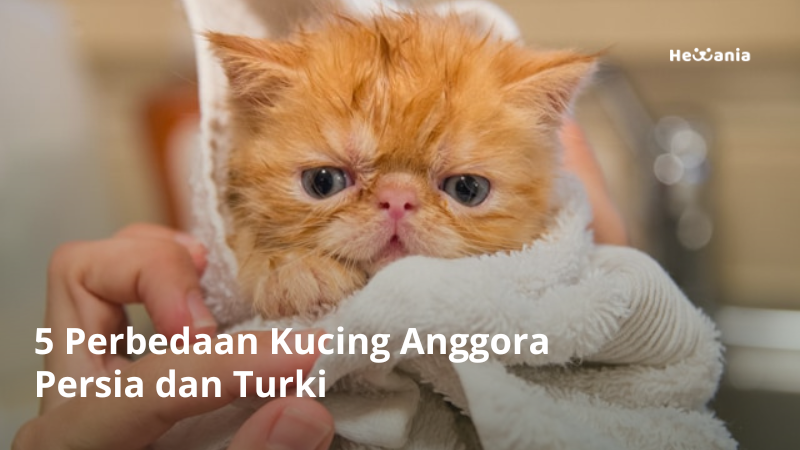 5 Perbedaan Kucing Anggora Persia dan Turki