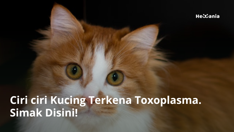 Ciri-ciri Kucing Terkena Toxoplasma