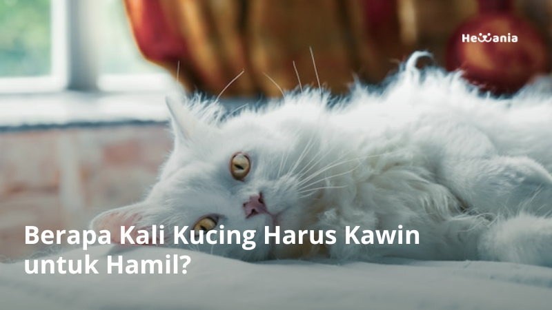 Berapa Kali Kucing Harus Kawin untuk Hamil?