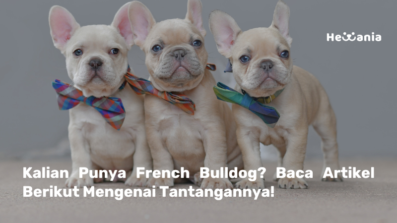 Perjuangan Bernapas: Memahami BOAS pada French Bulldog dan Solusi Bedahnya