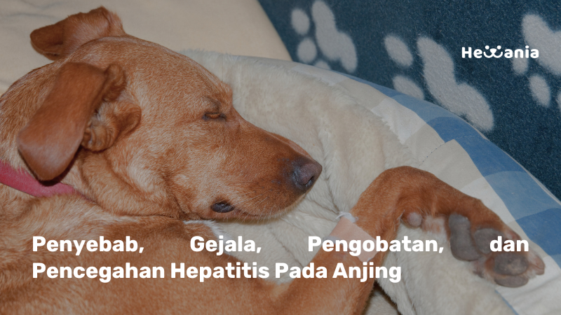 Hepatitis pada Anjing: Penyebab, Gejala, Pengobatan, dan Pencegahan