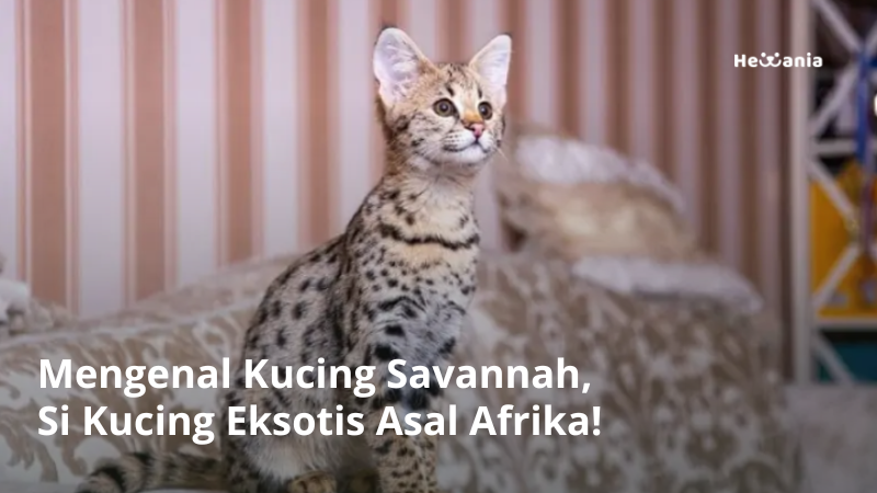 Mengenal Kucing Savannah, Kucing Eksotis Asal Afrika!