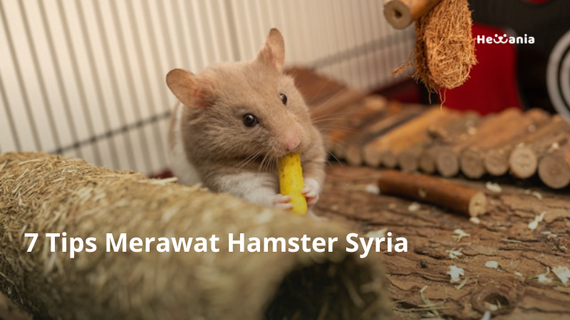7 Tips Merawat Hamster Syria