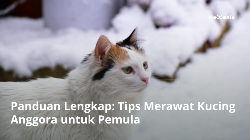 12 Tips Merawat Kucing Anggora