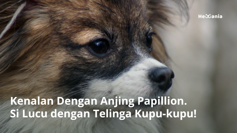 Anjing Papillion: Sejarah dan Cara Merawatnya
