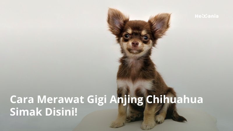 Cara Merawat Gigi Anjing Chihuahua. Simak Disini!