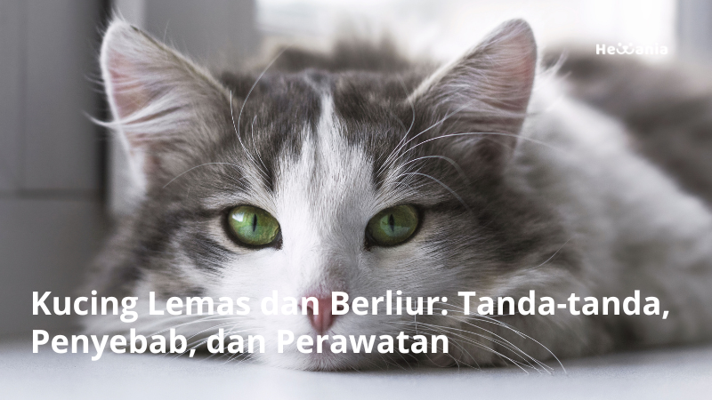 Kucing Lemas dan Berliur: Tanda-tanda, Penyebab, dan Perawatan