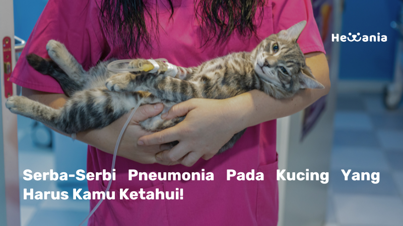 Mengenal Pneumonia Pada Kucing 