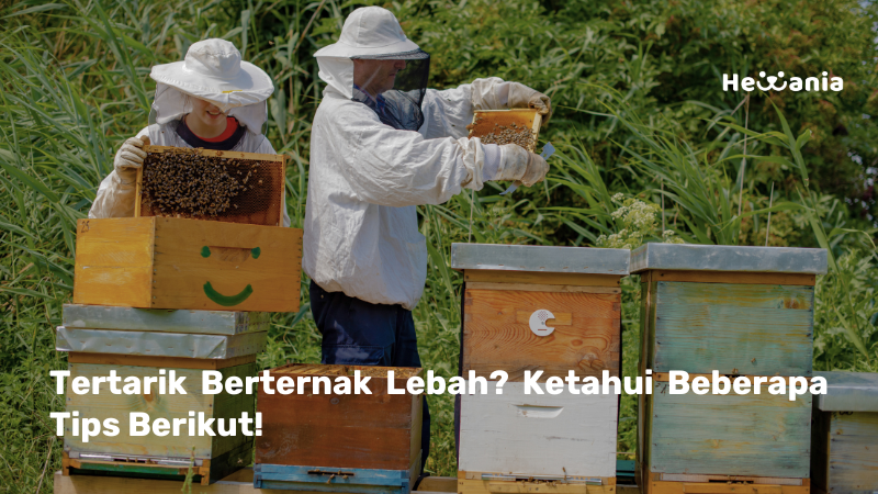 Tips Memulai Beternak Lebah 