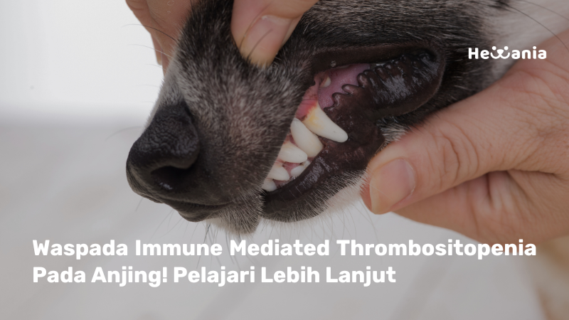 Immune Mediated Thrombositopenia Pada Anjing