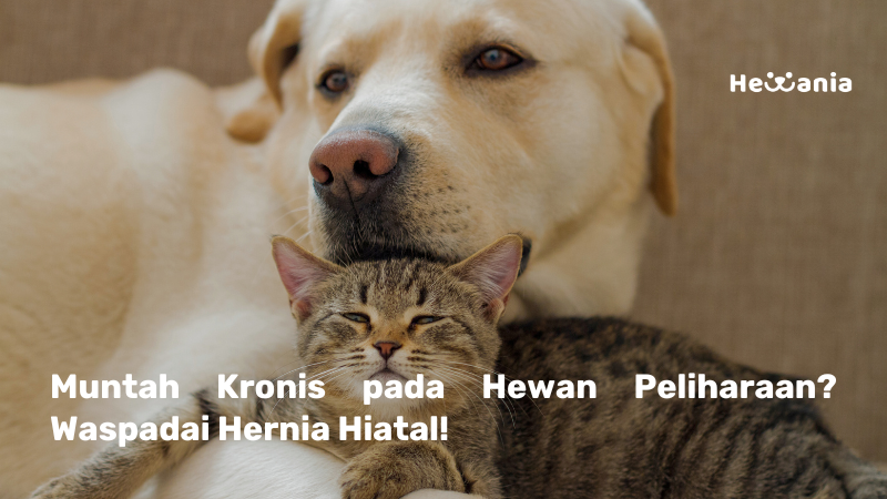 Hernia Hiatal pada Anjing dan Kucing: Penyakit yang Jarang Terdeteksi
