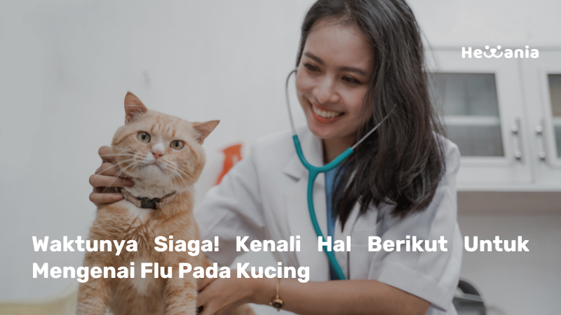 Musim Cat Flu: Apa Saja Yang Perlu Diketahui Oleh Cat Parents?