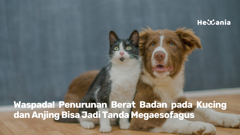 Megaesofagus pada Anjing dan Kucing: Kenali Penyakit Bawaan Lahir Ini