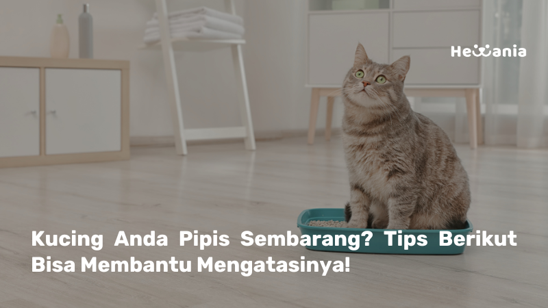 Tips Menghentikan Kucing Anda Pipis Di Luar Litter Box!