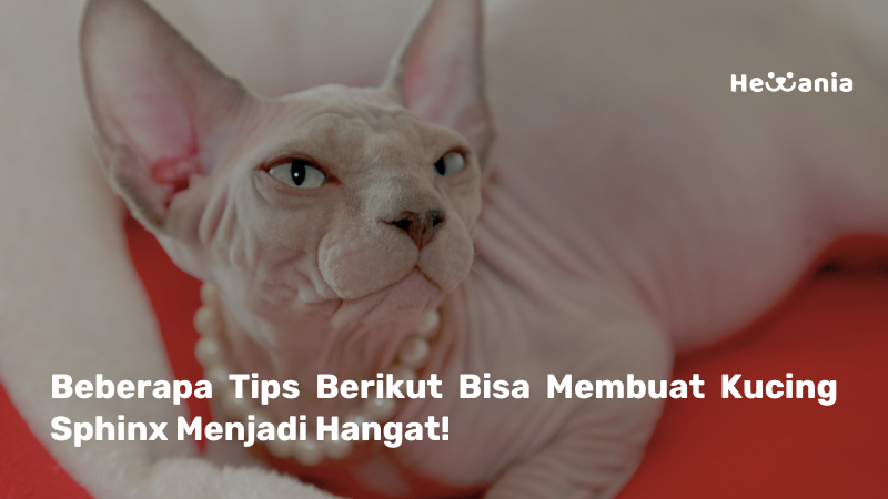 Tips Menjaga Kucing Sphinx dan Kucing “Tanpa Bulu” Tetap Hangat 