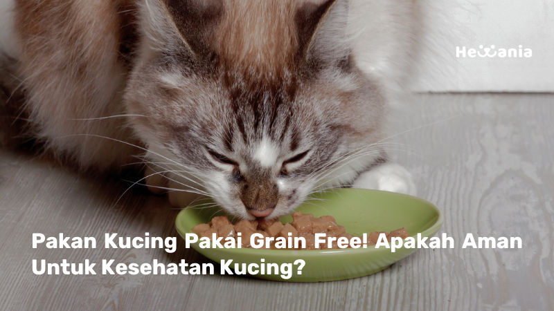 Membedah Kandungan Pakan Grain Free: Amankah untuk Kucing?