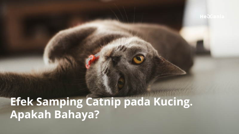 Efek Samping Catnip pada Kucing. Apakah Bahaya?